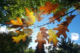 Астрономическа есен - есенни багри