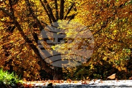 Астрономическа есен - есенни багри