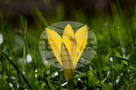 Исперих - астрономическа есен - есенни минзухари