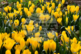 Исперих - астрономическа есен - есенни минзухари