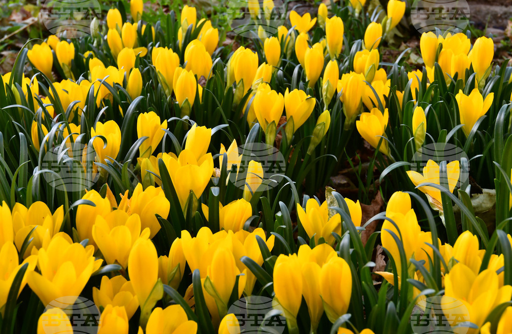 Исперих - астрономическа есен - есенни минзухари