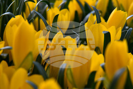 Исперих - астрономическа есен - есенни минзухари