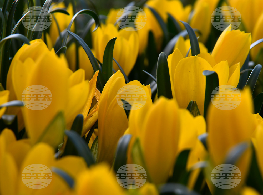 Исперих - астрономическа есен - есенни минзухари