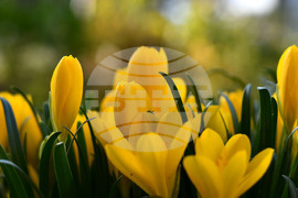 Исперих - астрономическа есен - есенни минзухари