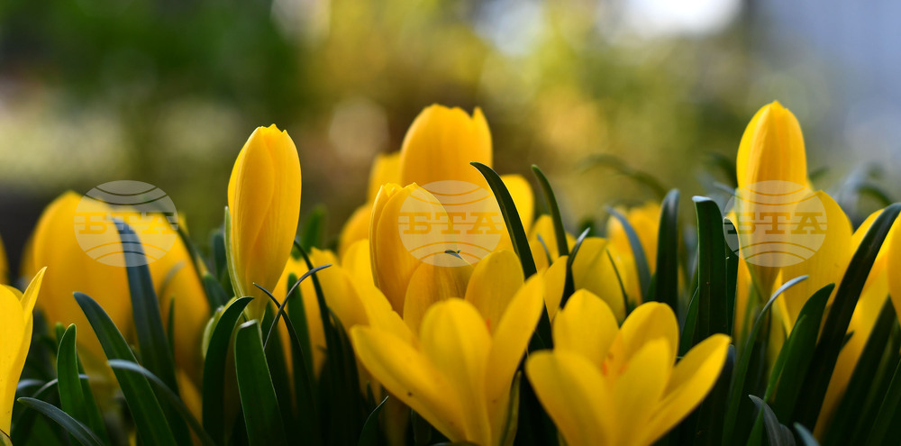 Исперих - астрономическа есен - есенни минзухари