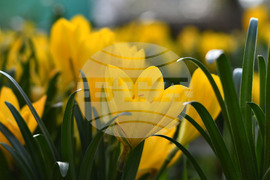 Исперих - астрономическа есен - есенни минзухари