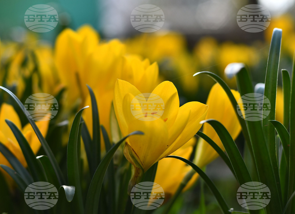 Исперих - астрономическа есен - есенни минзухари