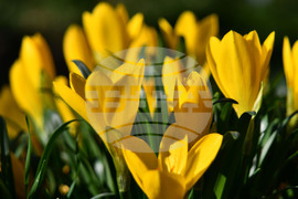 Исперих - астрономическа есен - есенни минзухари