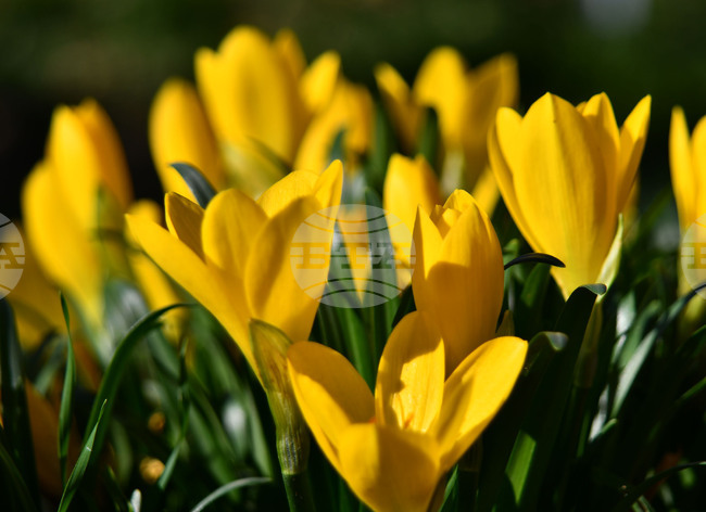 Исперих - астрономическа есен - есенни минзухари