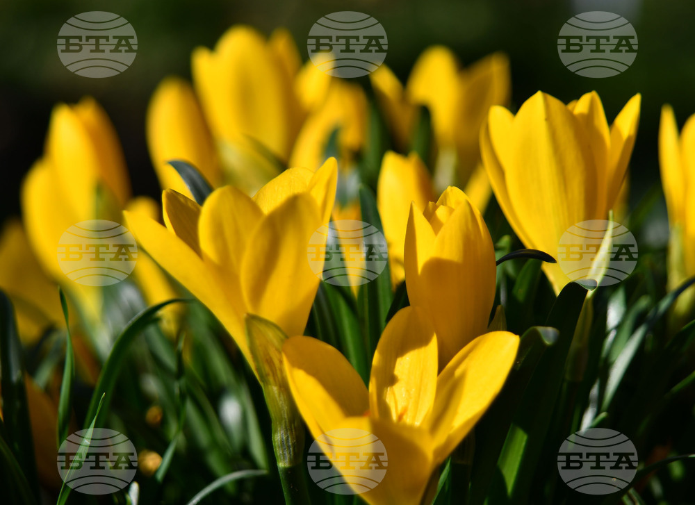 Исперих - астрономическа есен - есенни минзухари