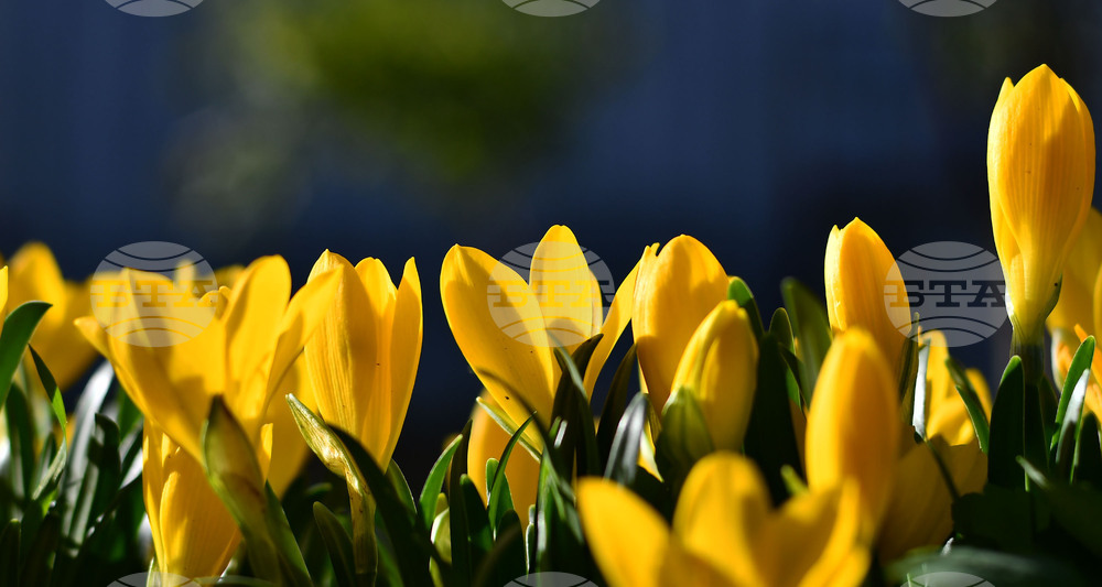 Исперих - астрономическа есен - есенни минзухари