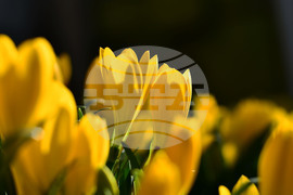 Исперих - астрономическа есен - есенни минзухари