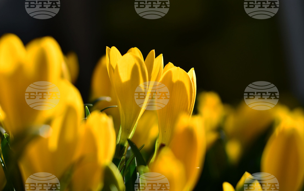 Исперих - астрономическа есен - есенни минзухари