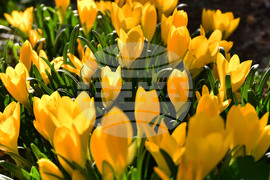 Исперих - астрономическа есен - есенни минзухари