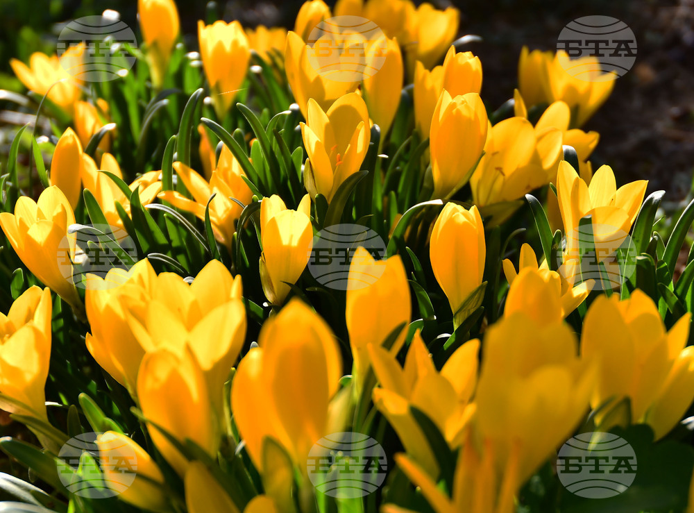 Исперих - астрономическа есен - есенни минзухари