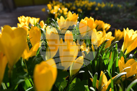 Исперих - астрономическа есен - есенни минзухари