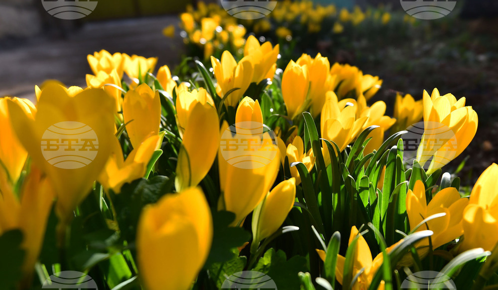 Исперих - астрономическа есен - есенни минзухари