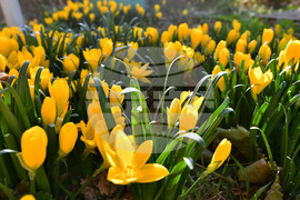 Исперих - астрономическа есен - есенни минзухари