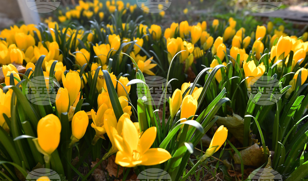 Исперих - астрономическа есен - есенни минзухари