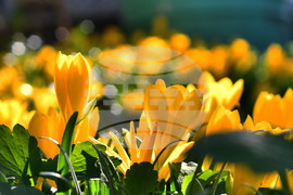 Исперих - астрономическа есен - есенни минзухари