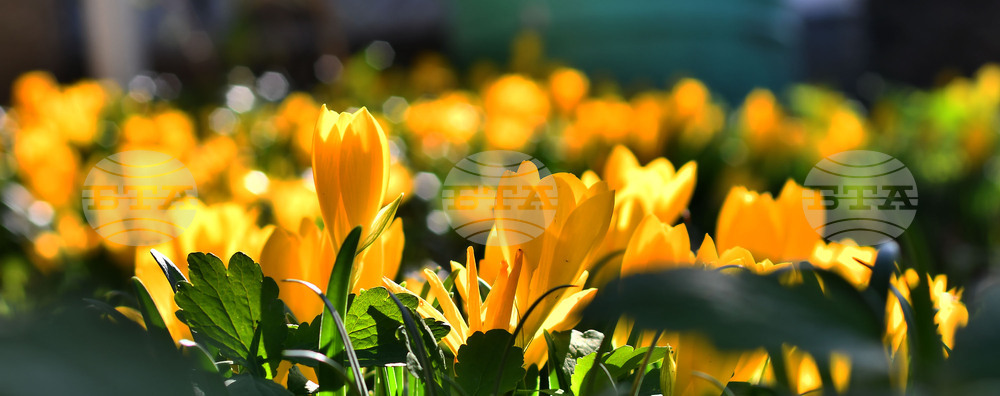 Исперих - астрономическа есен - есенни минзухари