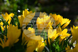 Исперих - астрономическа есен - есенни минзухари