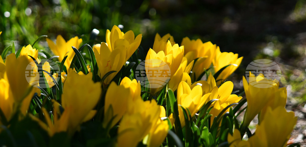 Исперих - астрономическа есен - есенни минзухари