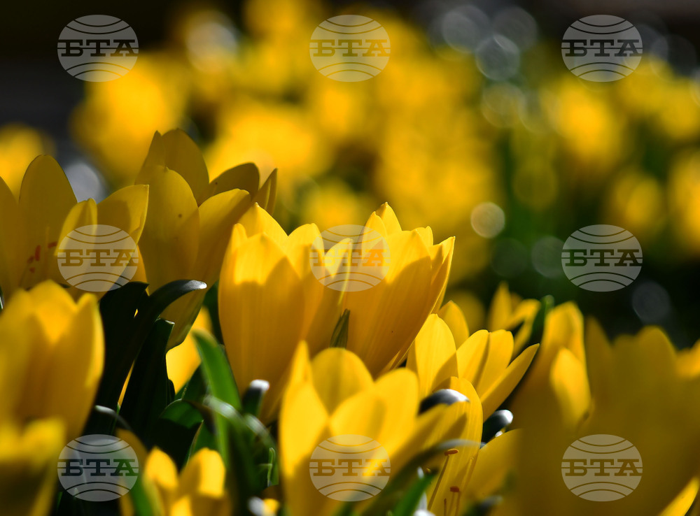 Исперих - астрономическа есен - есенни минзухари