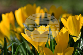 Исперих - астрономическа есен - есенни минзухари