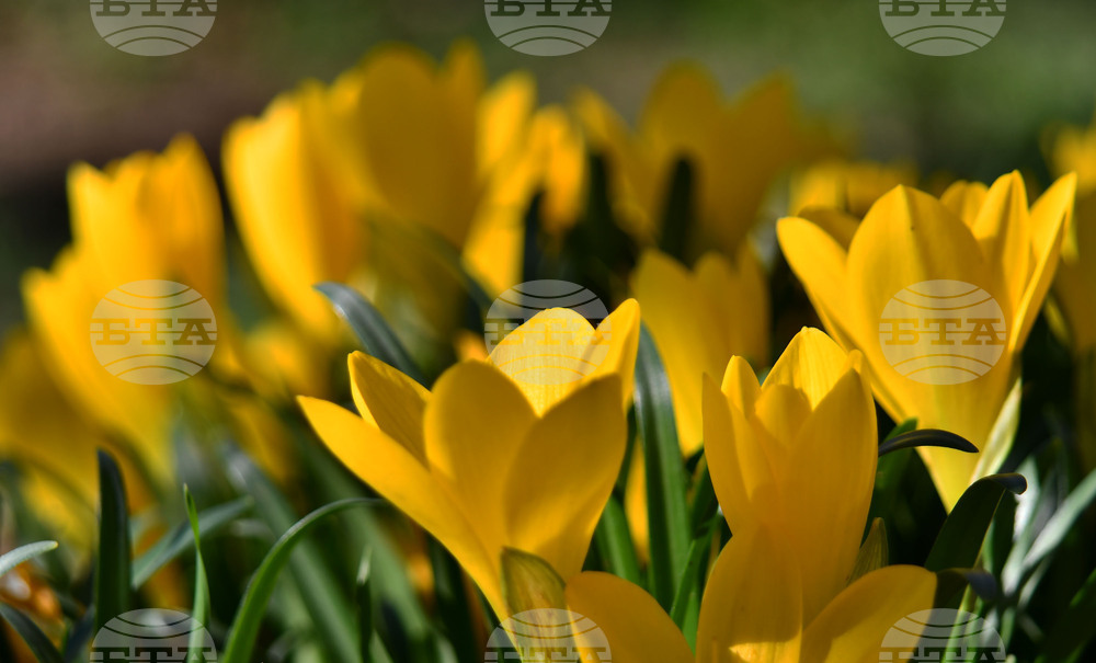 Исперих - астрономическа есен - есенни минзухари