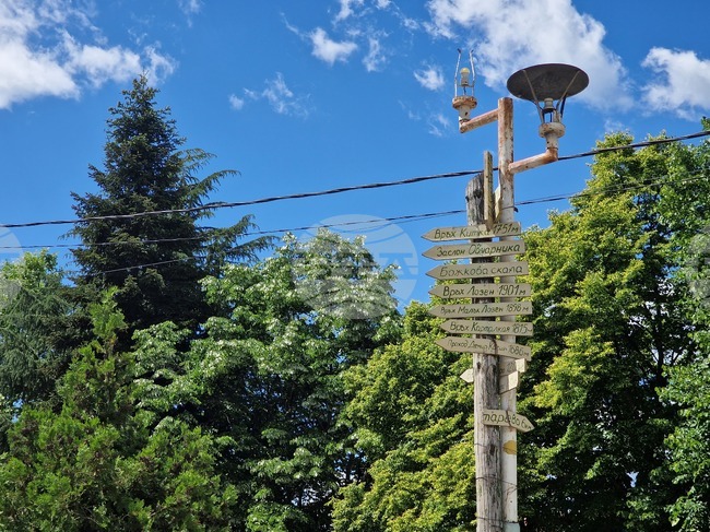 Над четири хиляди декара борови гори в планините Беласица и Огражден съхнат заради заболяване
