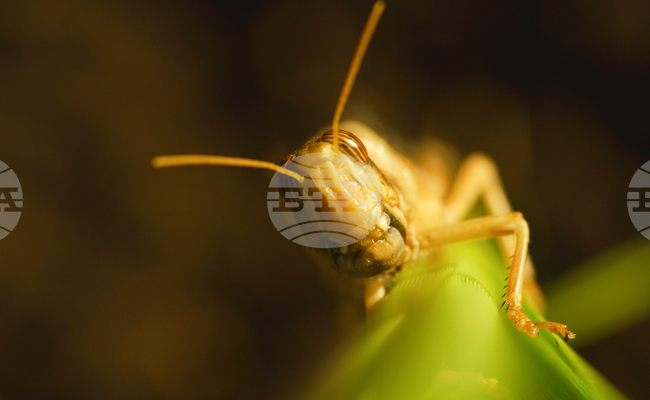 Казинформ: Премиерът на Казахстан нареди засилване на мерките за борба срещу скакалците