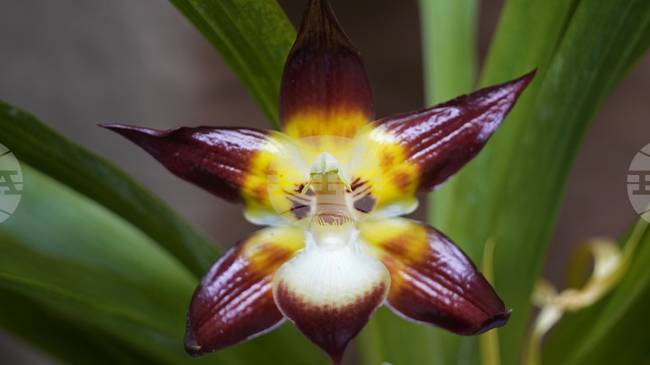 150 растителни и животински вида са спасени във Великобритания чрез програма за консервация