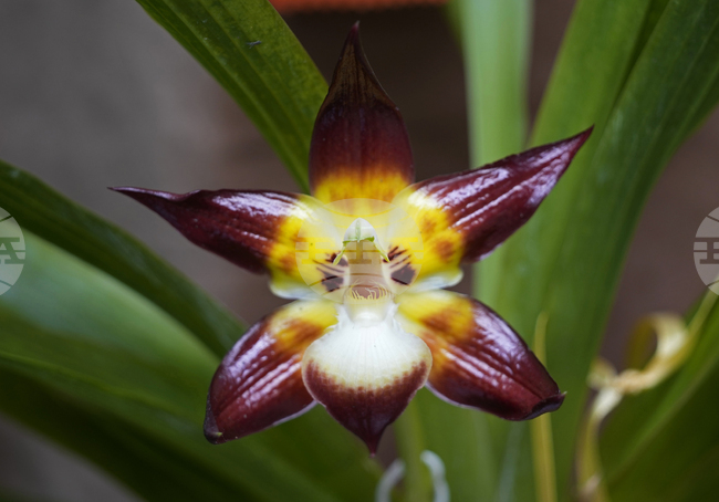 150 растителни и животински вида са спасени във Великобритания чрез програма за консервация