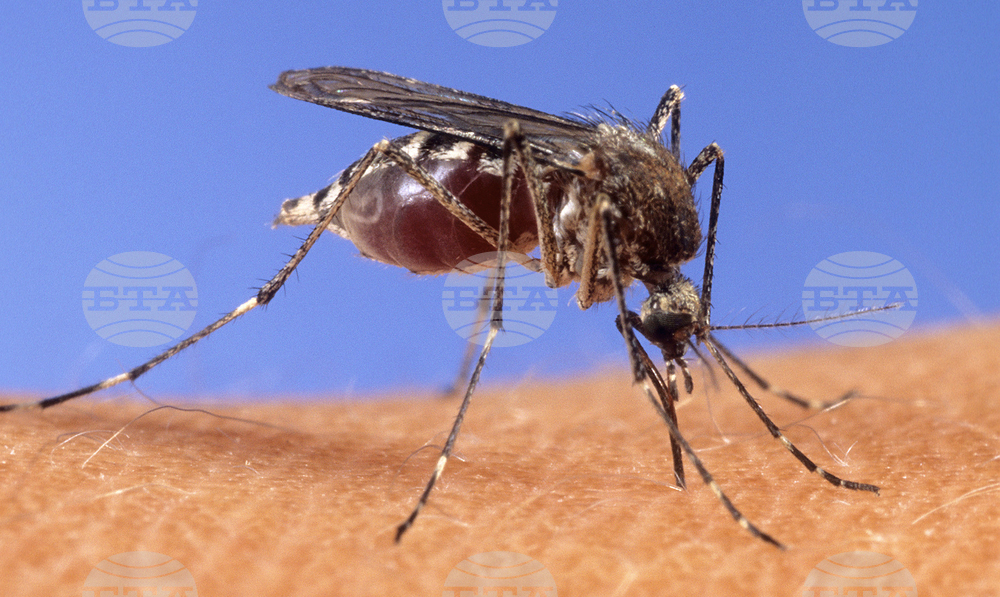 Три нови случая на западнонилска треска бяха регистрирани в Гърция; общо случаите са седем