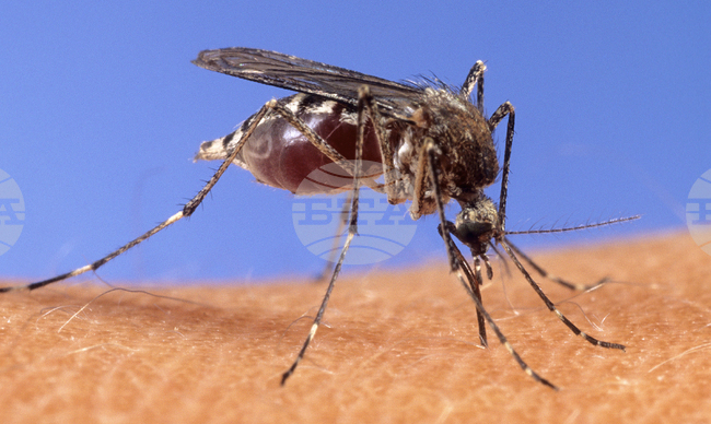 Три нови случая на западнонилска треска бяха регистрирани в Гърция; общо случаите са седем