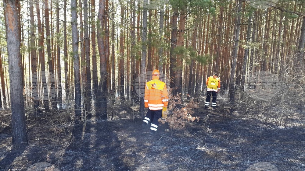 Rising Forest Fire Risk Reported in North-Central Bulgaria