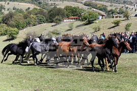 Калофер - Национален събор за опазване на местните български селскостопански породи животни