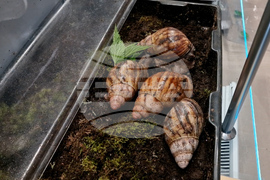 Чепеларе - изложба на гигантски охлюви