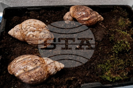 Чепеларе - изложба на гигантски охлюви