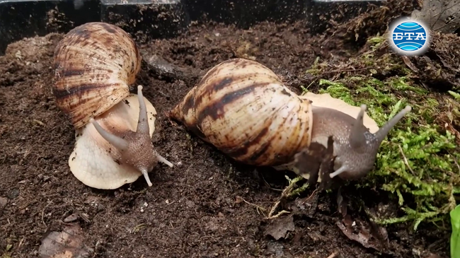 Биолог представя в Музея на родопския карст изложба на гигантски охлюви