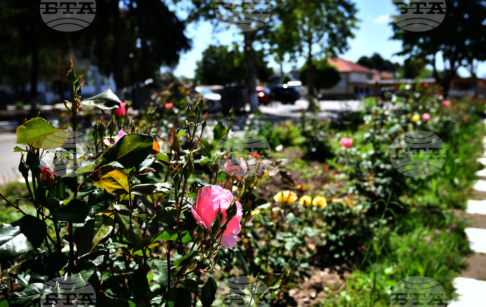Село Беловец - благоустрояване - пролетни цветя