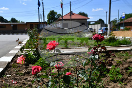 Село Беловец - благоустрояване - пролетни цветя