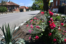 Село Беловец - благоустрояване - пролетни цветя