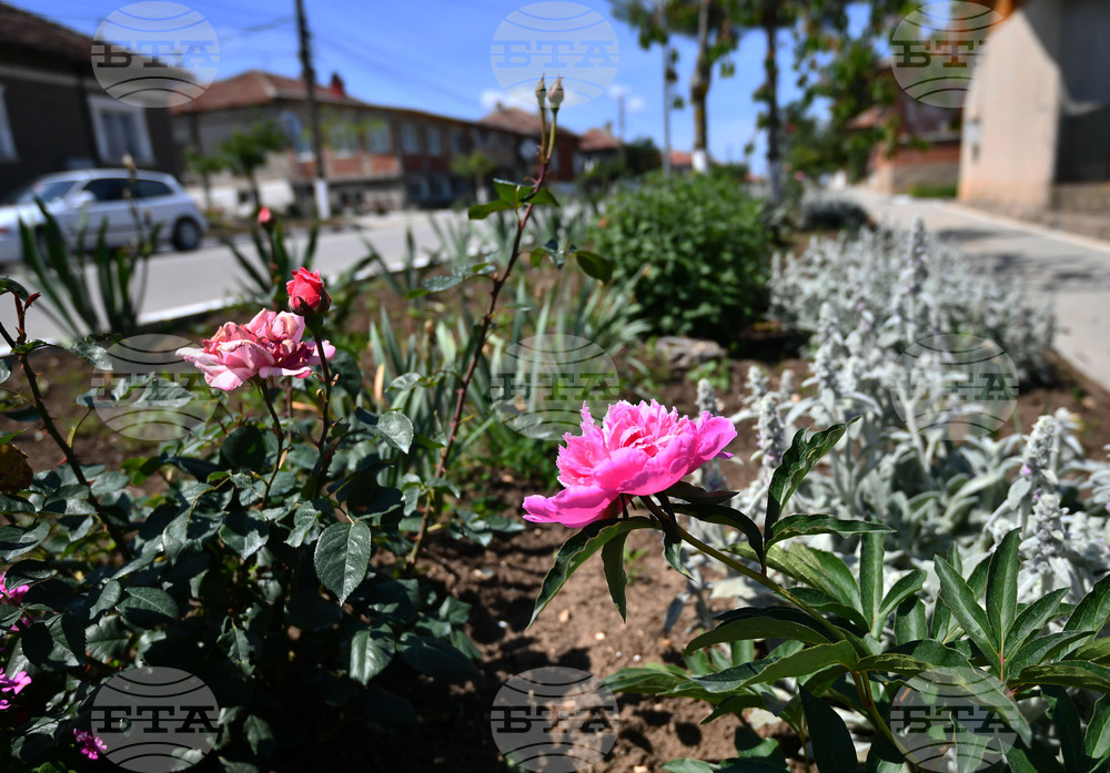 Село Беловец - благоустрояване - пролетни цветя