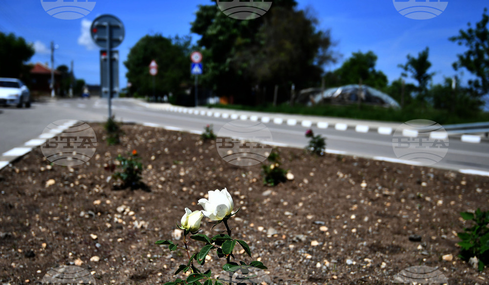 Село Беловец - благоустрояване - пролетни цветя