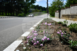 Село Беловец - благоустрояване - пролетни цветя