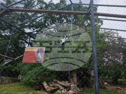 Стара Загора - зоопарк - белоглав лешояд