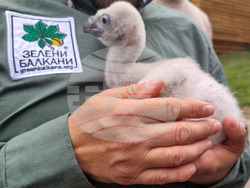 Стара Загора - зоопарк - белоглав лешояд