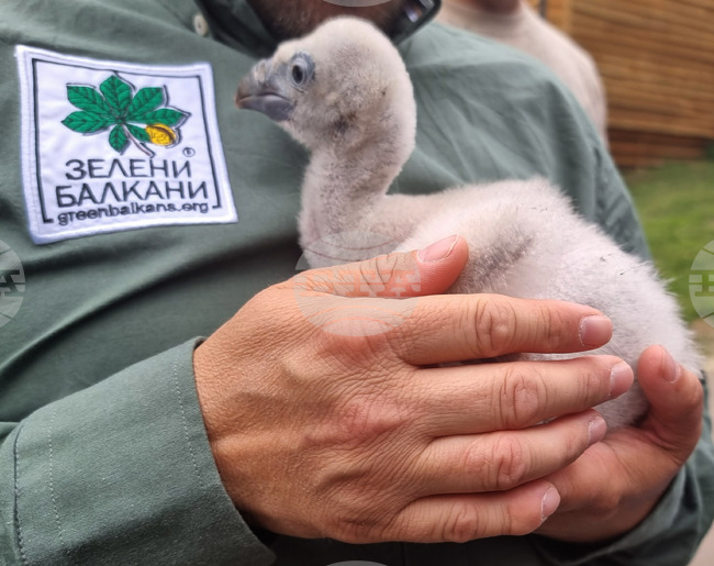 Спасителен център „Зелени Балкани“ организира две кампании в подкрепа на пациентите си 